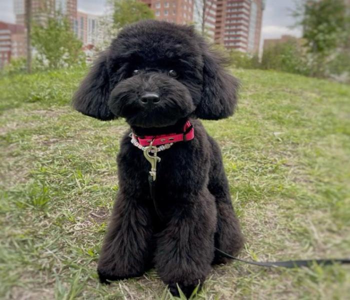 Hình ảnh Poodle đen cute