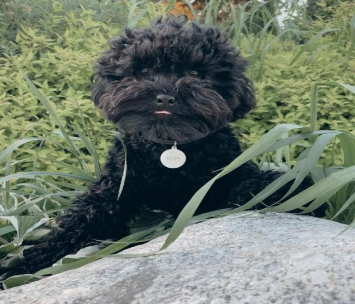 Hình ảnh Poodle đen cute