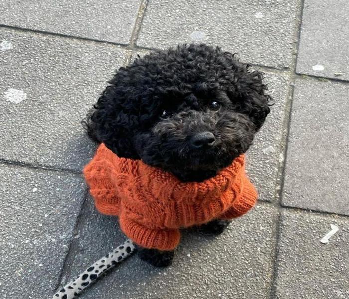 Hình ảnh Poodle đen cute