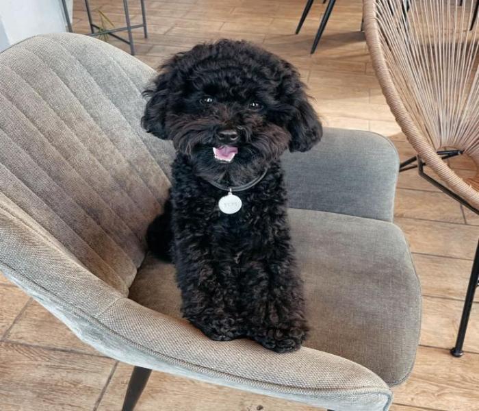 Hình ảnh Poodle đen cute