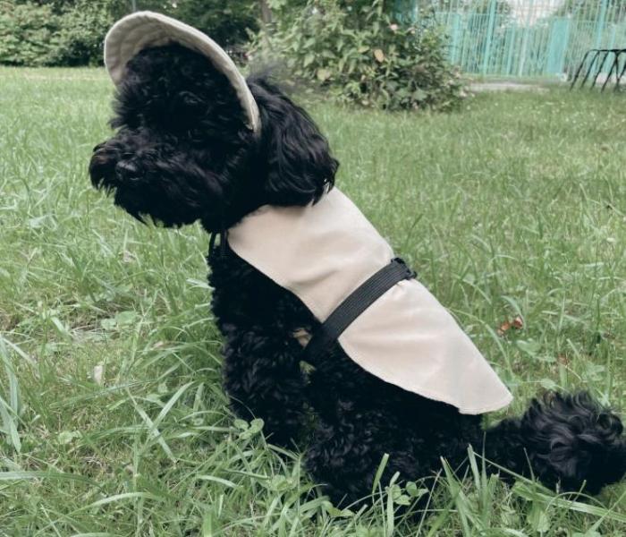 Hình ảnh Poodle đen cute