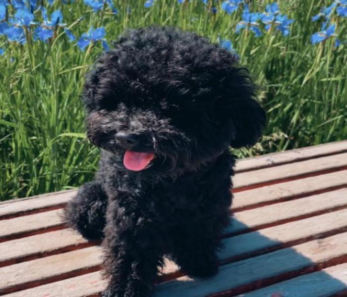 Hình ảnh Poodle đen cute