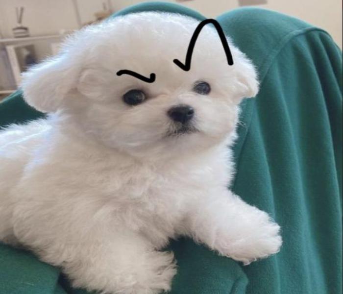 Hình ảnh Poodle meme