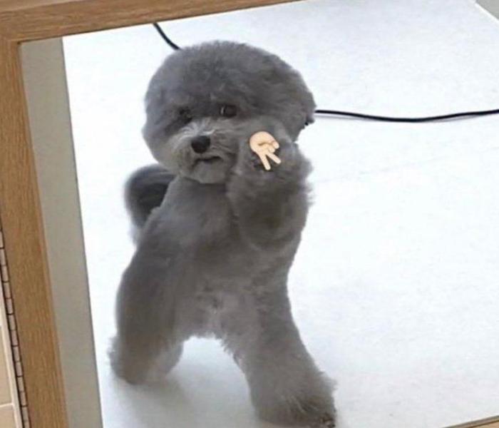 Hình ảnh Poodle meme