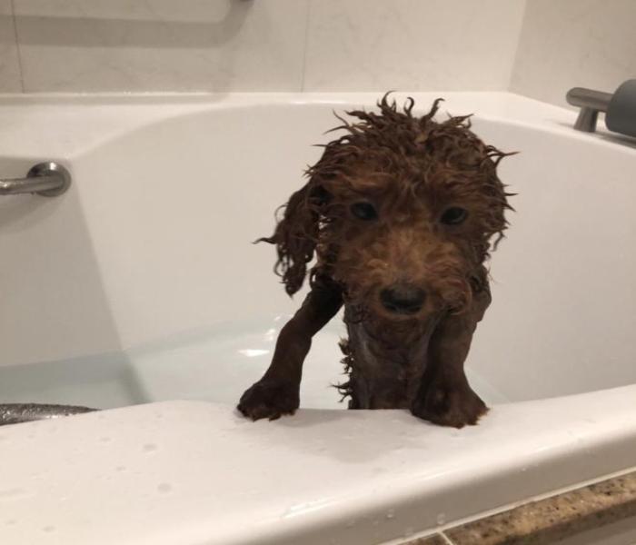 Hình ảnh Poodle meme