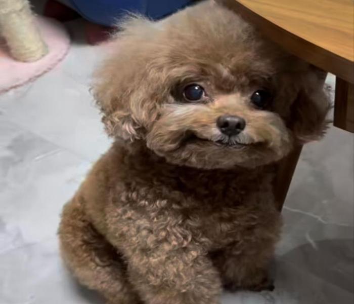 Hình ảnh Poodle meme