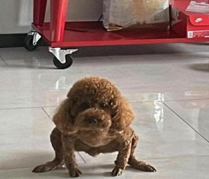 Hình ảnh Poodle meme