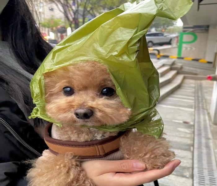Hình ảnh Poodle meme