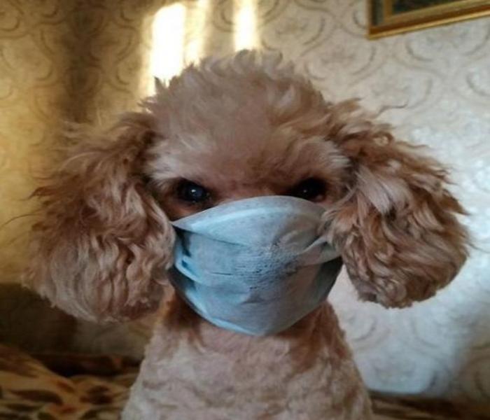 Hình ảnh Poodle meme