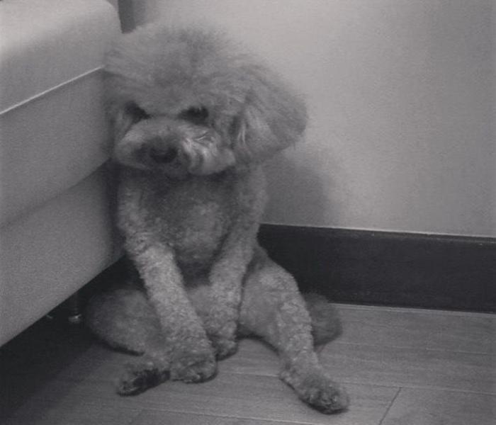Hình ảnh Poodle meme