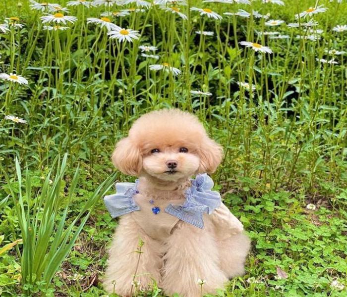 Hình ảnh chó Poodle nâu cute