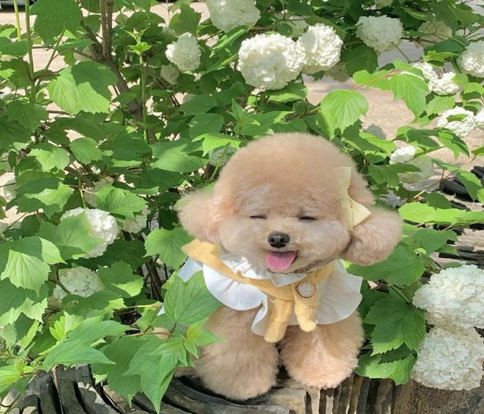 Hình ảnh chó Poodle nâu cute