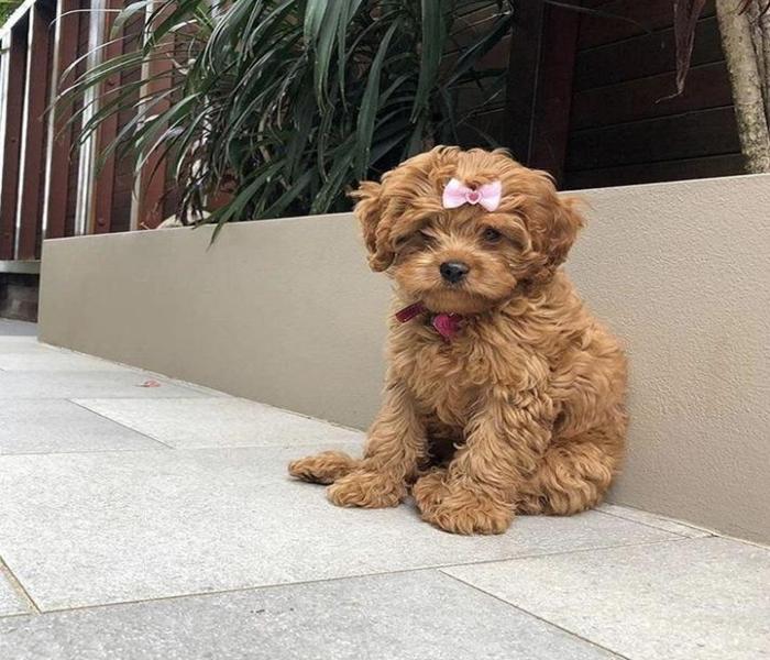 Hình ảnh chó Poodle nâu cute