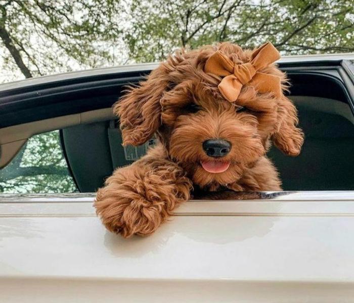 Hình ảnh chó Poodle nâu cute