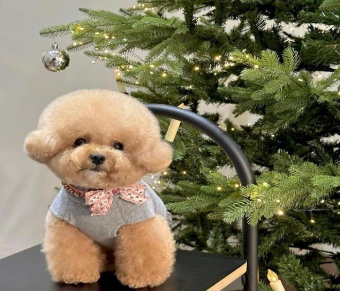 Hình ảnh chó Poodle nâu cute