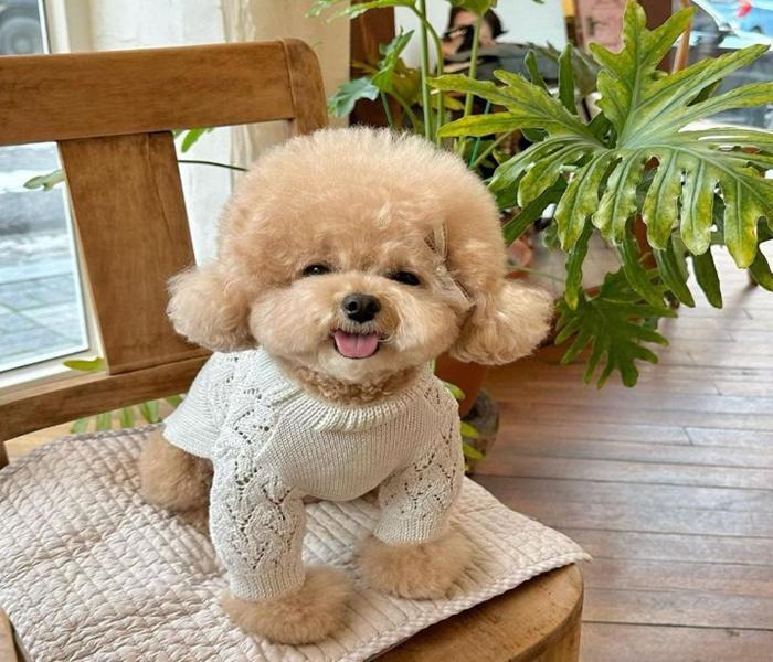 Hình ảnh chó Poodle nâu cute