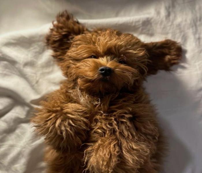 Hình ảnh chó Poodle nâu cute