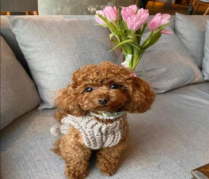Hình ảnh chó Poodle nâu cute