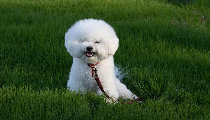 Hình ảnh chó poodle trắng cute