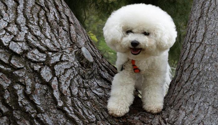Hình ảnh chó poodle trắng cute