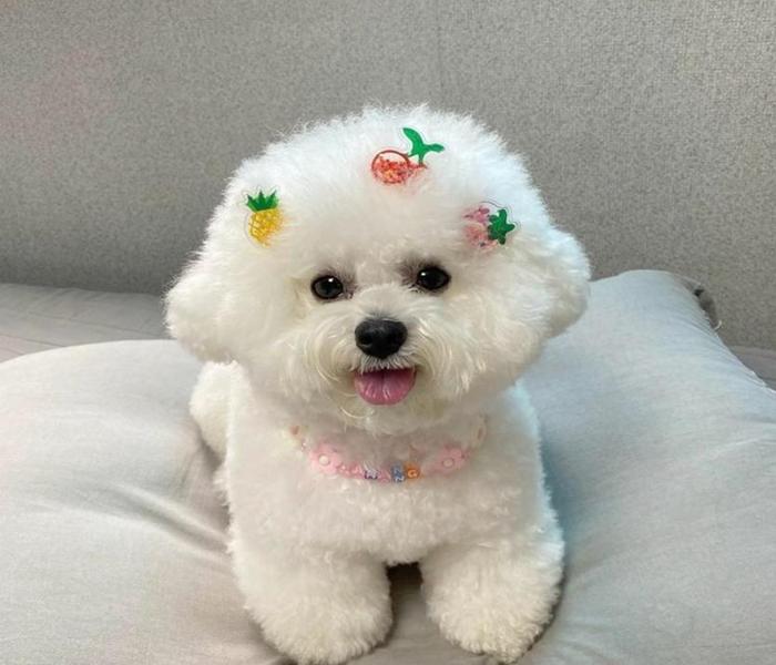Ảnh avatar chó đẹp xinh