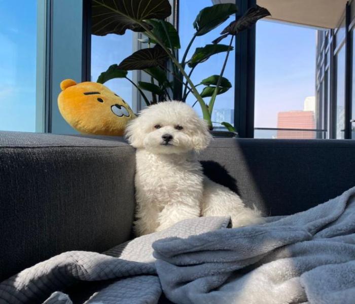 Hình ảnh chó Poodle trắng cute