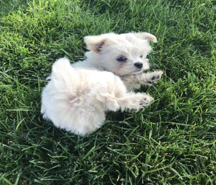Hình ảnh chó Poodle trắng cute