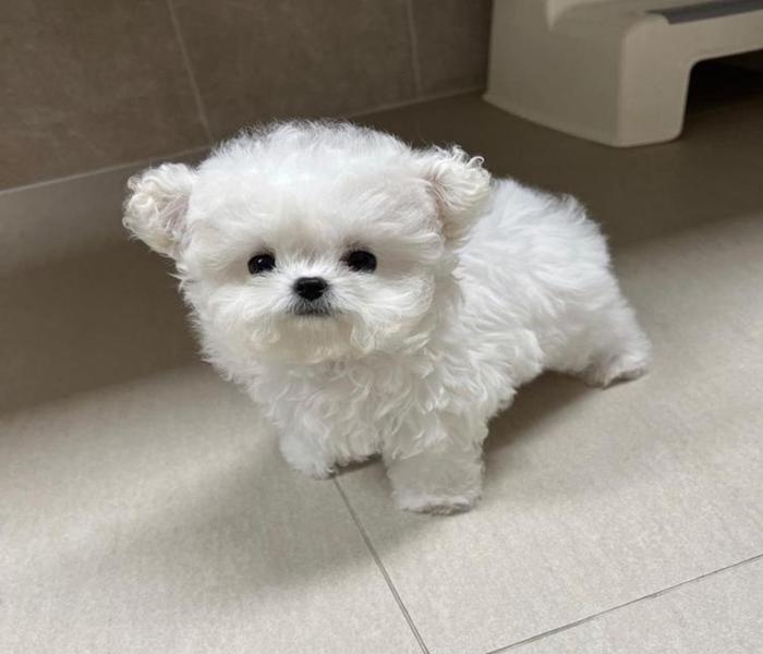 Hình ảnh chó Poodle trắng cute