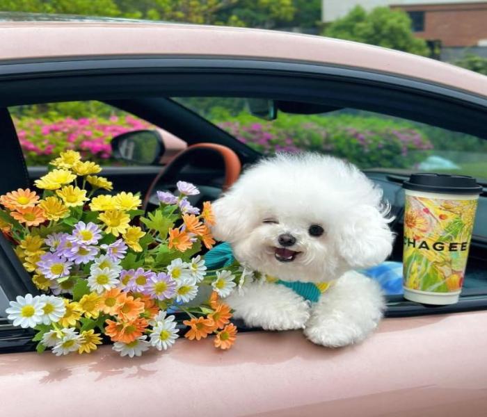 Hình ảnh chó Poodle trắng cute