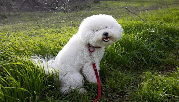 Hình ảnh chó poodle trắng cute