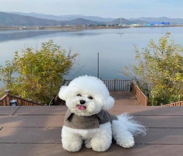 Hình ảnh chó Poodle trắng cute