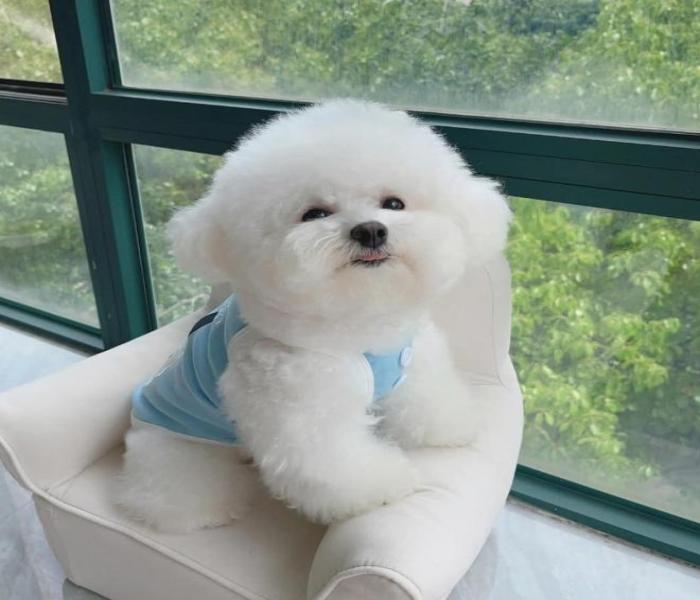 Hình ảnh chó Poodle trắng cute