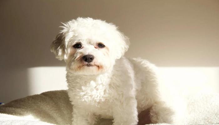 Hình ảnh chó poodle trắng cute