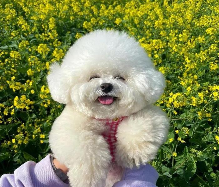 Hình ảnh chó Poodle trắng cute