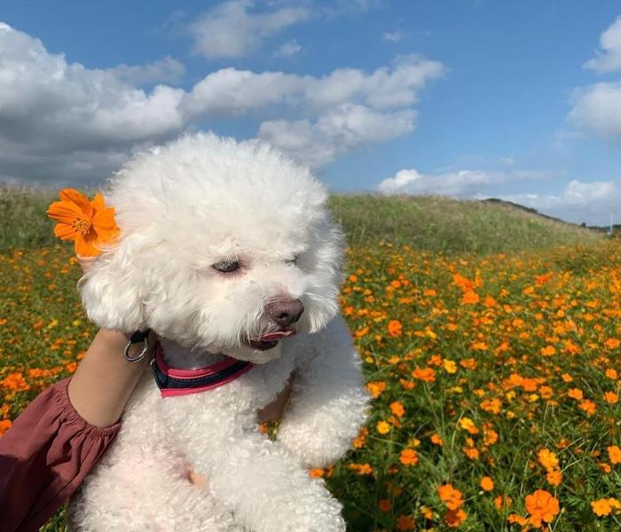 Poodle trắng cute