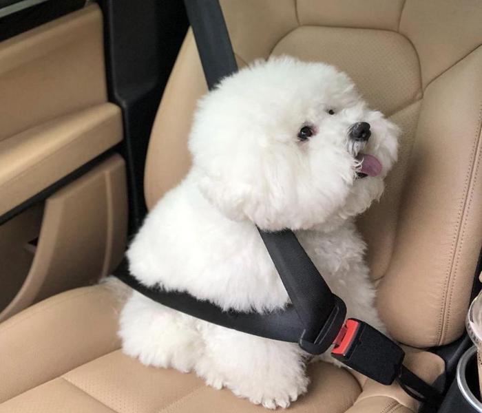 Hình ảnh chó Poodle đáng yêu