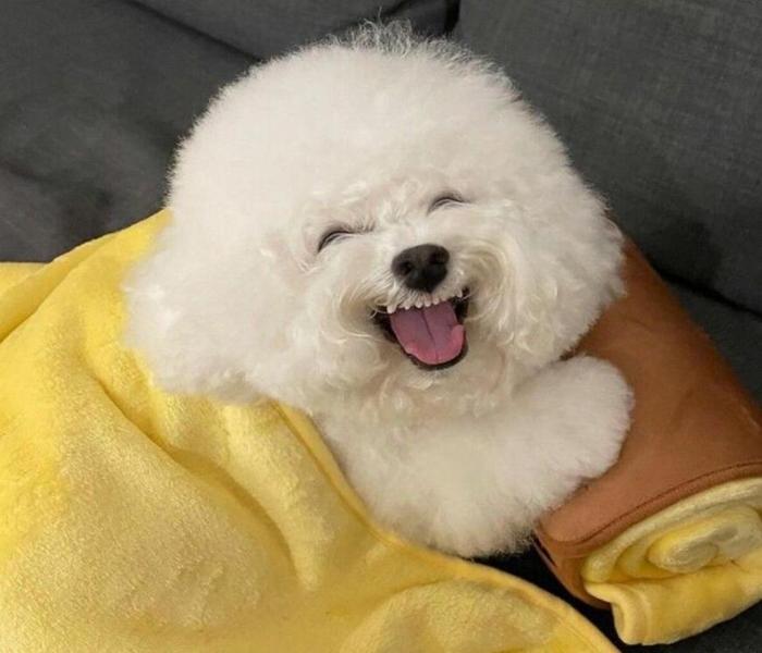 Hình ảnh chó Poodle đáng yêu