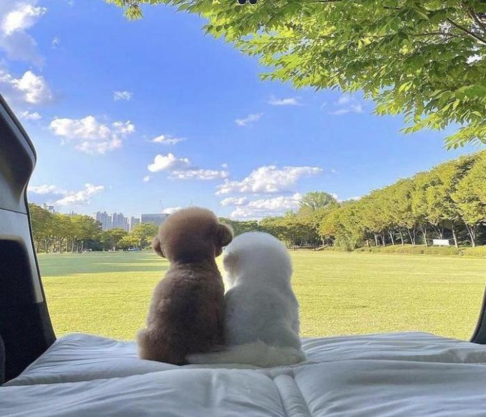 Hình ảnh chó Poodle đáng yêu