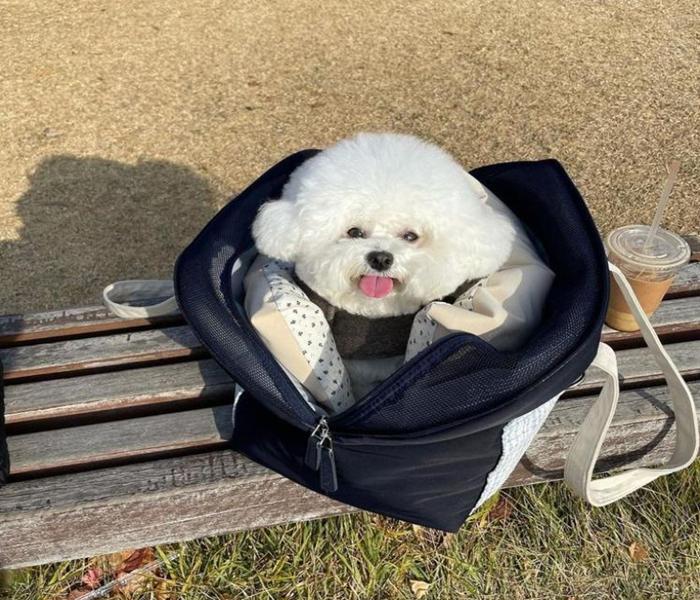 Hình ảnh chó Poodle đáng yêu