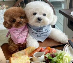 Hình ảnh chó Poodle đáng yêu