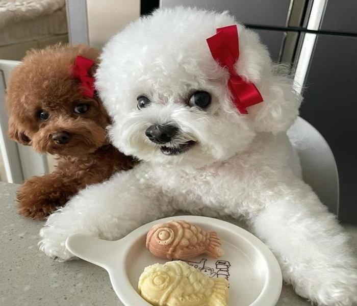 Hình ảnh chó poodle