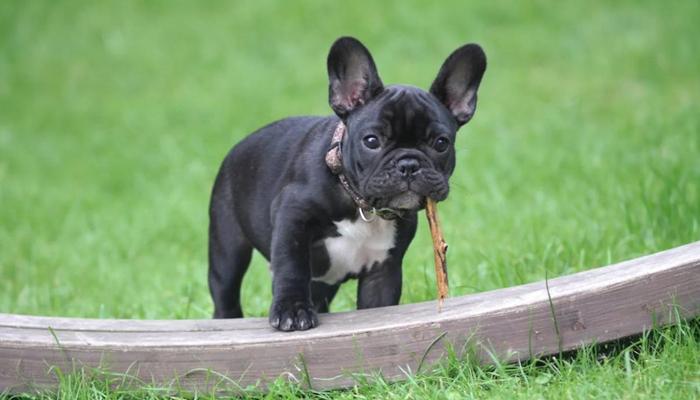Hình ảnh chó mặt xệ đẹp xinh