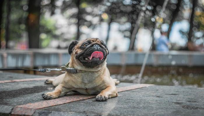 Hình ảnh chó mặt xệ đẹp xinh