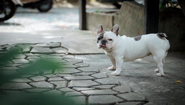 Hình ảnh chó mặt xệ đẹp xinh
