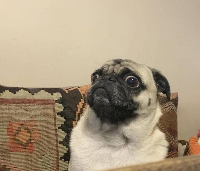 Hình ảnh chó mặt xệ meme