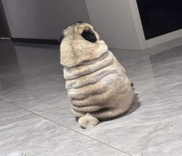 Hình ảnh chó mặt xệ meme