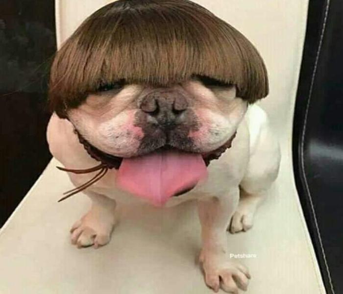 Hình ảnh chó mặt xệ meme