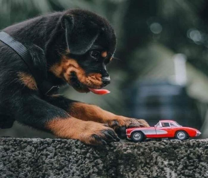 Hình ảnh chó Rottweiler con cute