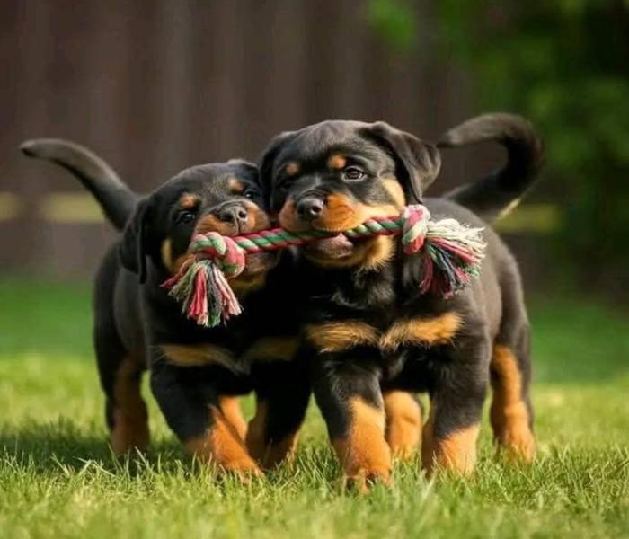 Hình ảnh chó Rottweiler con cute