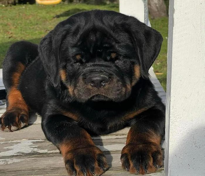 Hình ảnh chó Rottweiler con cute